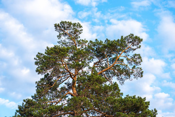 Beautiful pine trees with clouds