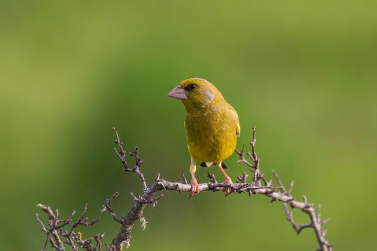 greenfinch perched hawthorn branch with unfocused background