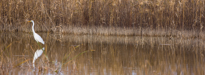 Great Egret (Egretta alba). Do&ntilde;ana national park. Huelva Province, Autonomous Community of Andalusia, Spain, Europe