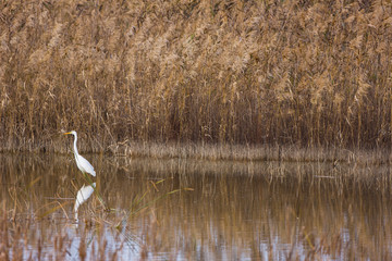 Great Egret (Egretta alba). Doñana national park. Huelva Province, Autonomous Community of Andalusia, Spain, Europe