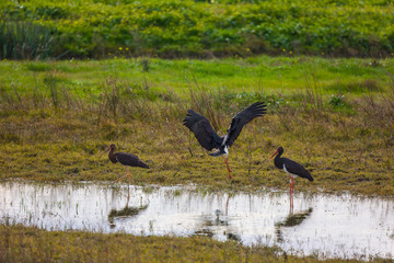 Black stork (Ciconia nigra)