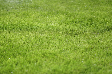 Rasen Gras