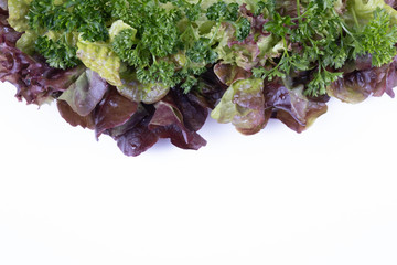 lettuce and parsley lie on top of each other