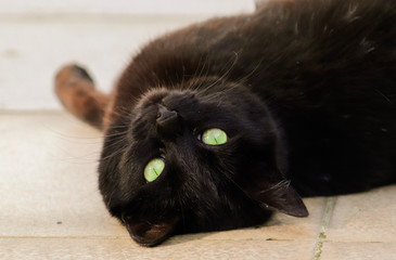 Black cat taking a break