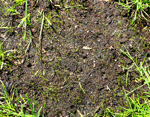 New grass growing from seeding