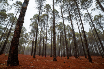 Tall trees at autumn in Gran Canaria, Canary Islands, Spain