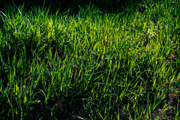green grass in sunlight closeup