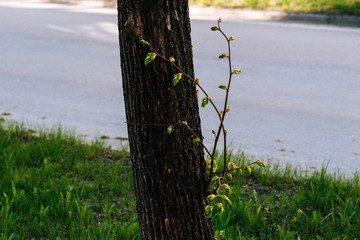 young new branch with leaves on a tree trunk