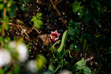 Obraz na płótnie Canvas pink tulips in the garden in the green