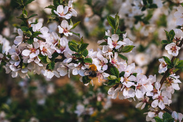 Blooming cherry spring background closeup