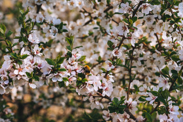 Blooming cherry spring background closeup