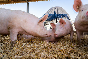 Bio - Schweinehaltung - Schweine im Aussenstall stehen und liegen im Stroh.