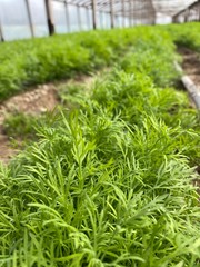 fresh herbs in the garden