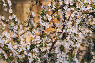 Blooming cherry spring background closeup