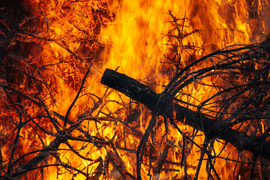 Brennende Christb&auml;ume von Weihnachten mit lodernden Flammen wie bei einem Waldbrand