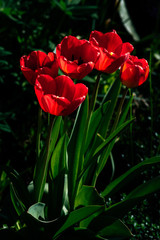 red tulips in the garden in the green