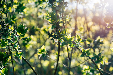 first green spring leaves in the sunlight