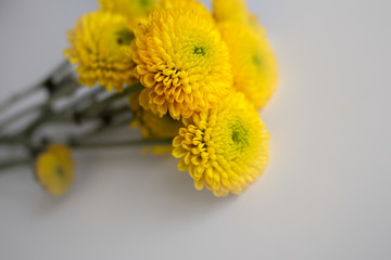 yellow flower on a white background