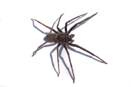 A Tegenaria Gigantea spider or common house spider
