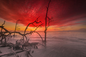 sunset on the beach with Mangroves 