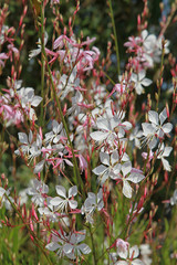 Gaura lindheimeri  blanche	