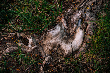large tree roots in the grass