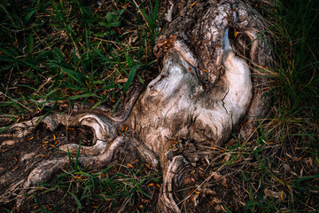 large tree roots in the grass