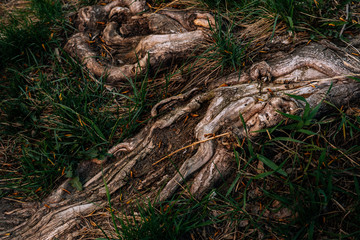 large tree roots in the grass