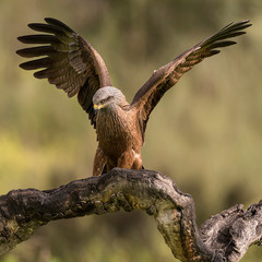 black kite perched on a branch with blur background