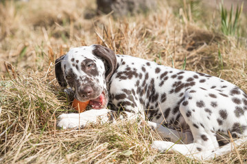 2-month happy dalmatian puppy eating carrot outdoors. portrait of cute dalmatian dog with brown spots. Smiling purebred dalmatian pet from 101 dalmatian movie lies on sunny day, on meadow