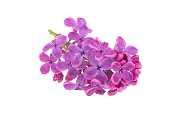 Flowering branch of lilac. isolated on white background