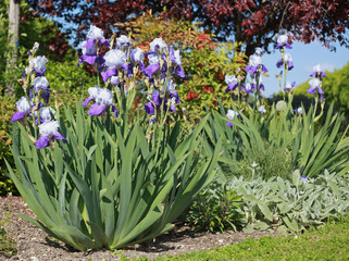 Iris germanica bleu
