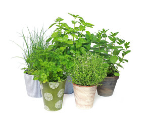 Plantes aromatiques en pots
