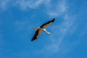 Cigüeñas Estación Renfe Rivas-vacia Madrid