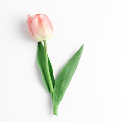 beautiful Tulip flower in a soft peach shade on a white background. square frame, top view