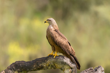 black kite perched on a branch with blur background