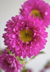 pink flower in white background