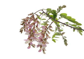 Blossoming pink acacia flowers on twig, branch with leaves isolated on white background, rose locust, clipping path