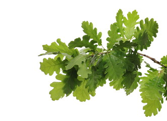 Young oak leaves on branch, green foliage isolated on white background - obrazy, fototapety, plakaty