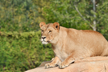Fototapeta na wymiar leone leonessa safari africa parco attacco 