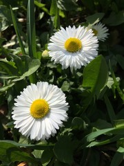 Summer flowers in lush grass.
