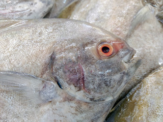 Close Up fish on ice in a fish shop.