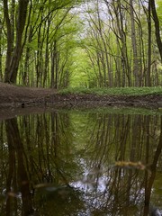 Obraz premium river in the forest