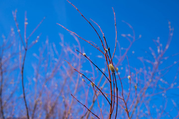 White sea; Yagry, spring. The flowers of pussy willow closeup with drops of rain.