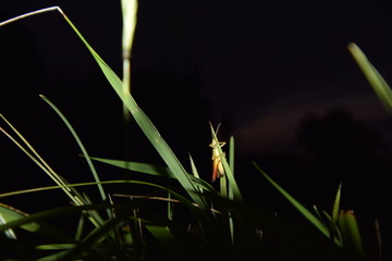 cigarra en la noche