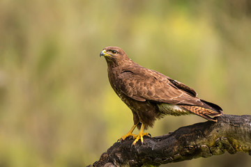 Common Buzzard perched on a branch with blur background