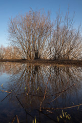 Obraz premium Arkhangelsk. Spring evening on the Bank of the Northern Dvina river. Reflection of willow bushes in puddles.