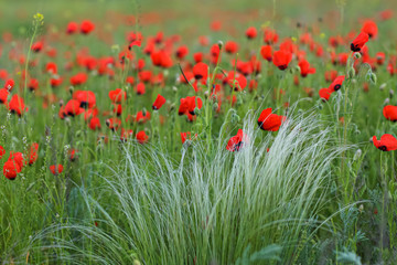 Allphotokz Poppy 20090507 0938 1DM3 S