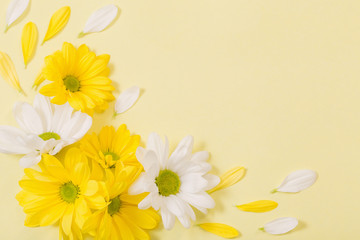 yellow and white chrysanthemum on yellow  paper background