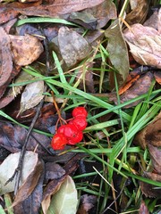 On a fallen wet leaves lies a branch with berries